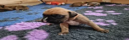 Boxer dogs for sale: Beautiful Pedigree Boxer Puppies - Advert 10