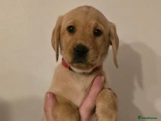 Labrador Retriever dogs Labrador puppies - Advert 13