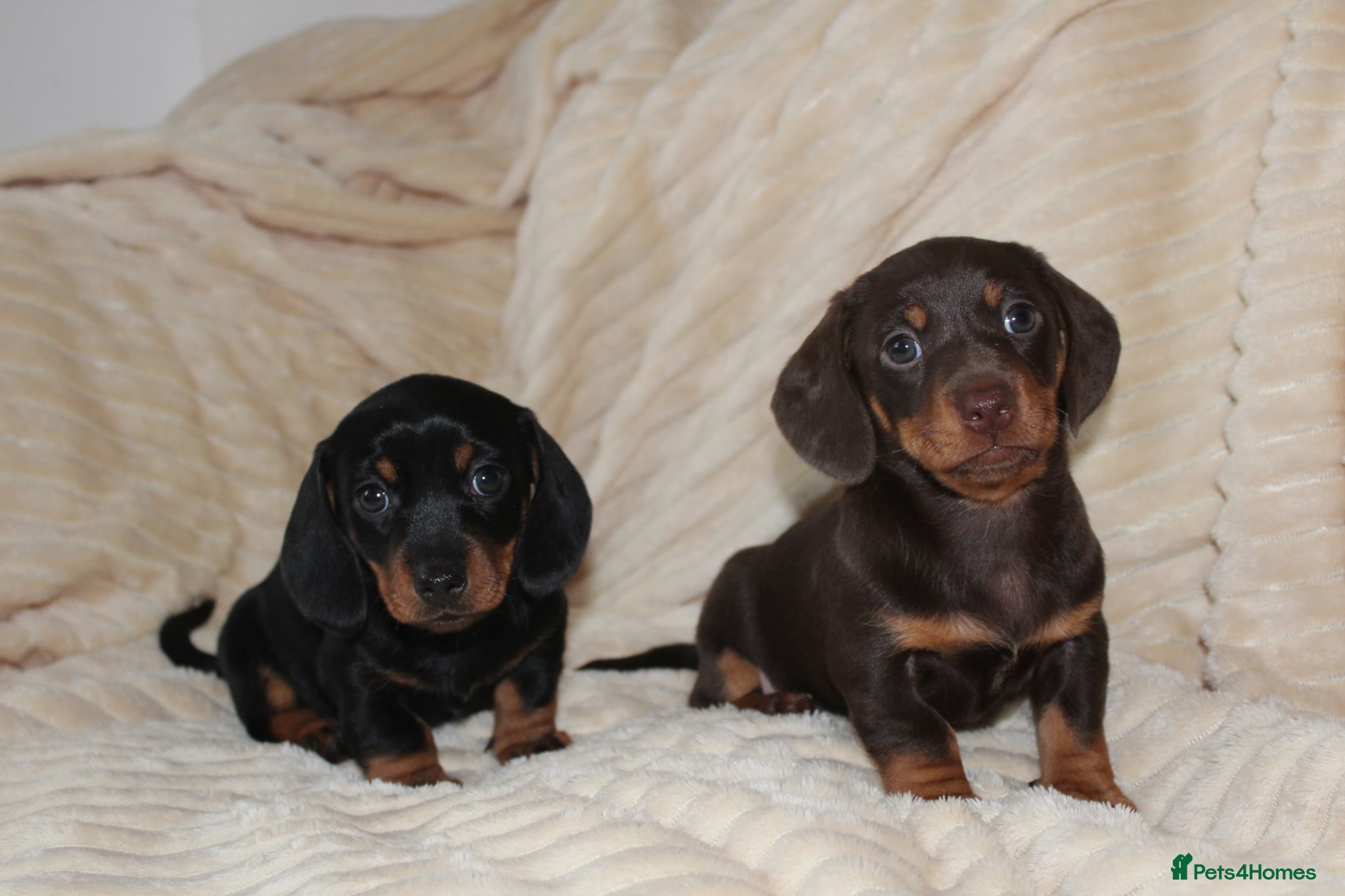 Dachshund dogs DACHSHUNDS PUPPIES LOOKING FOR THEIR FOREVER HOMES - Advert 2
