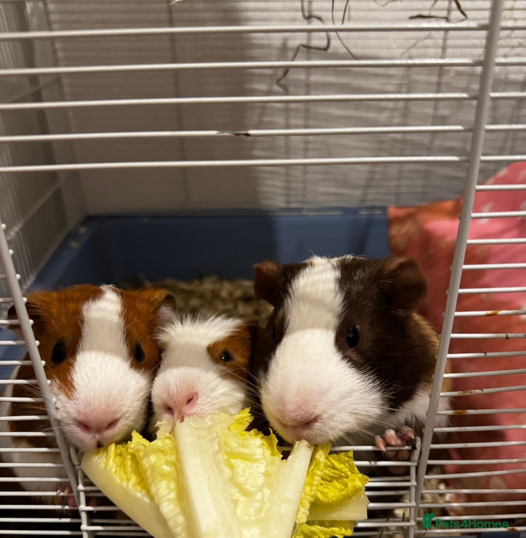 Guinea Pig rodents for sale: Guinea pigs for sale - Image 5