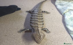 Skink reptiles for sale: Blue tongue skink for sale - Image 3