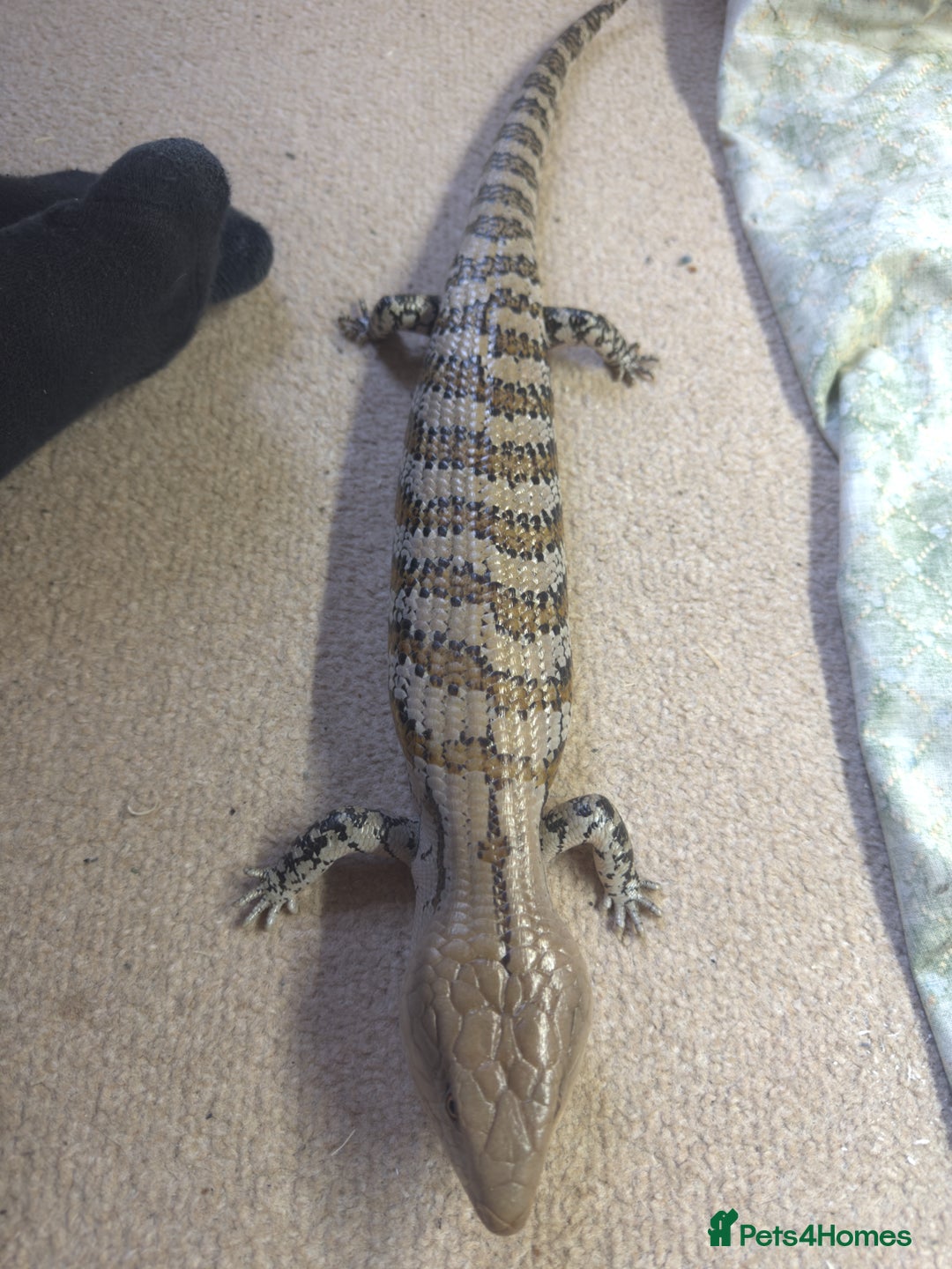 Skink reptiles for sale: Blue tongue skink for sale - Image 3
