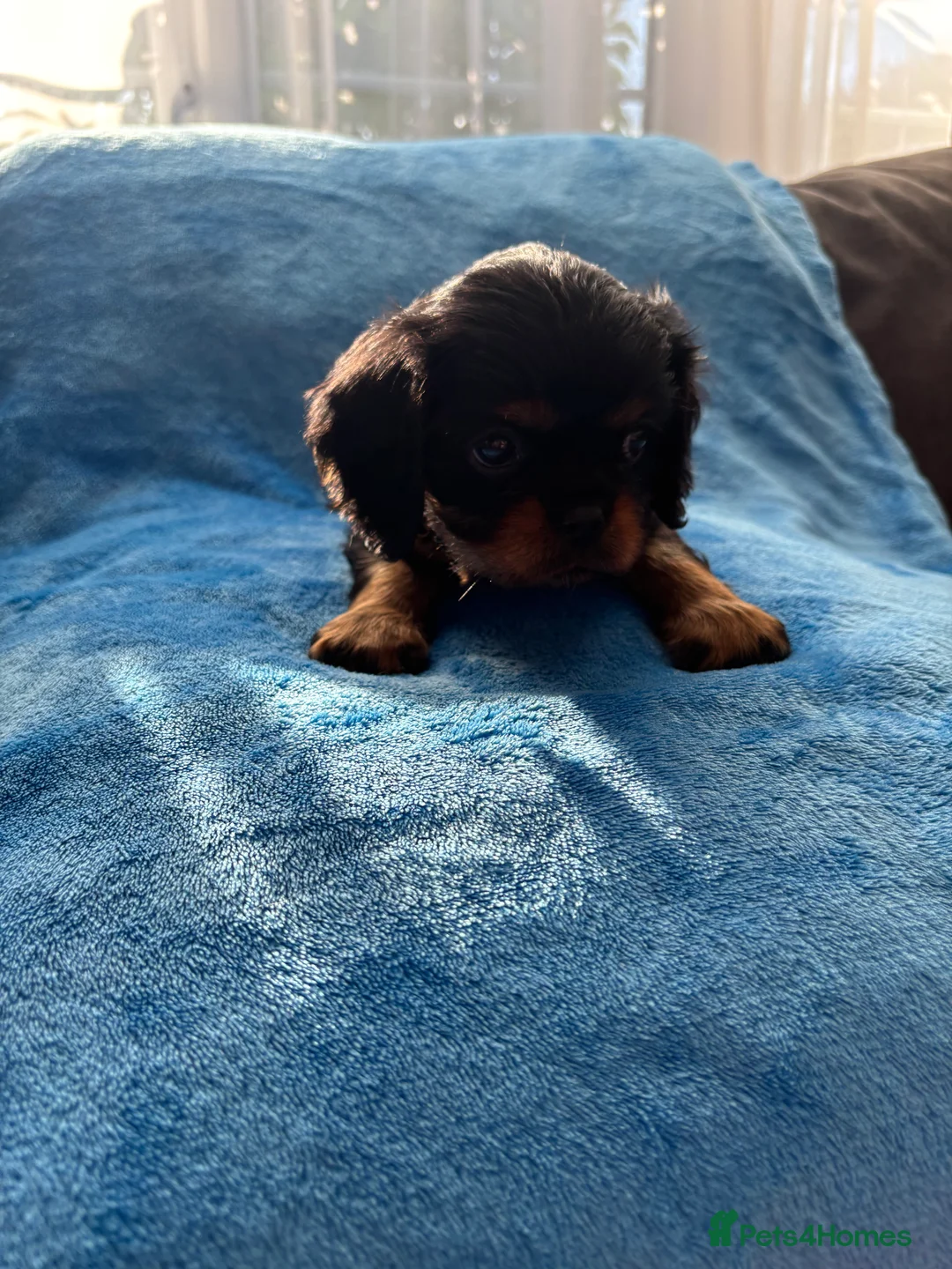 Cavalier King Charles Spaniel dogs for sale: Gorgeous KC Puppies Available  - Advert 16