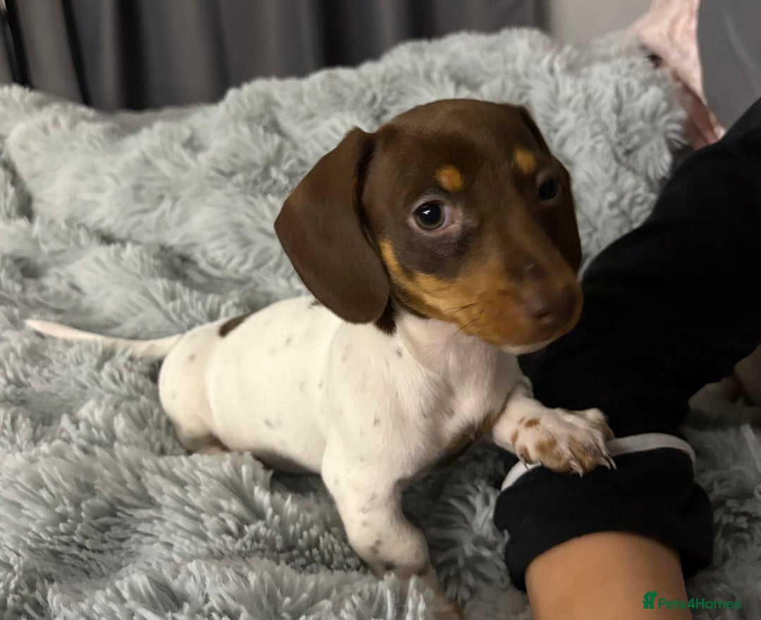 Miniature Dachshund dogs for sale: Four beautiful miniature dachshund girls - Advert 10