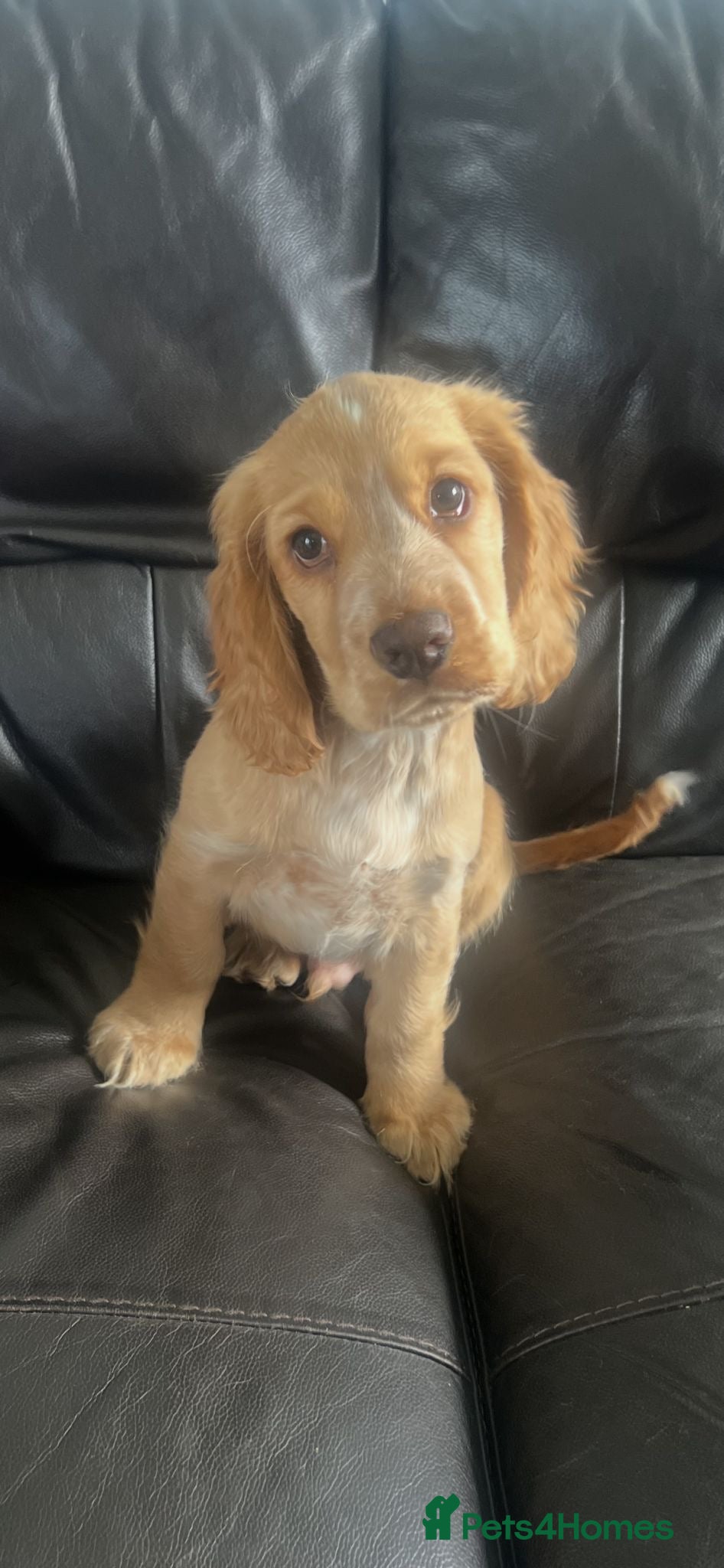Cocker Spaniel dogs for sale: Stunning Cocker Spaniel Puppies - ONLY 1 BOY LEFT - Advert 1