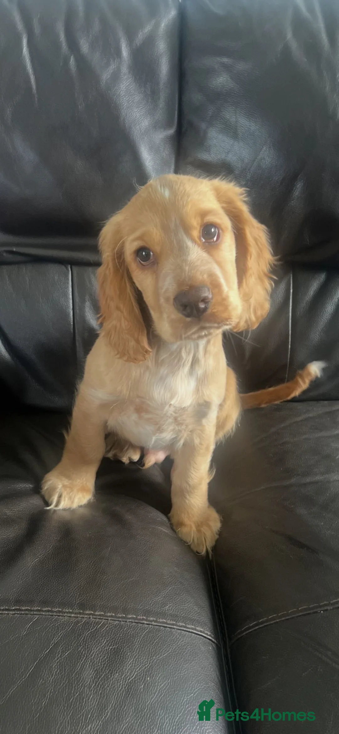 Cocker Spaniel dogs for sale: Stunning Cocker Spaniel Puppies - ONLY 1 BOY LEFT - Advert 1