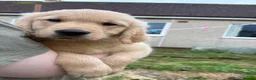 Golden Retriever dogs for sale: Stunning KC Golden Retriever Pups READY NOW - Advert 1