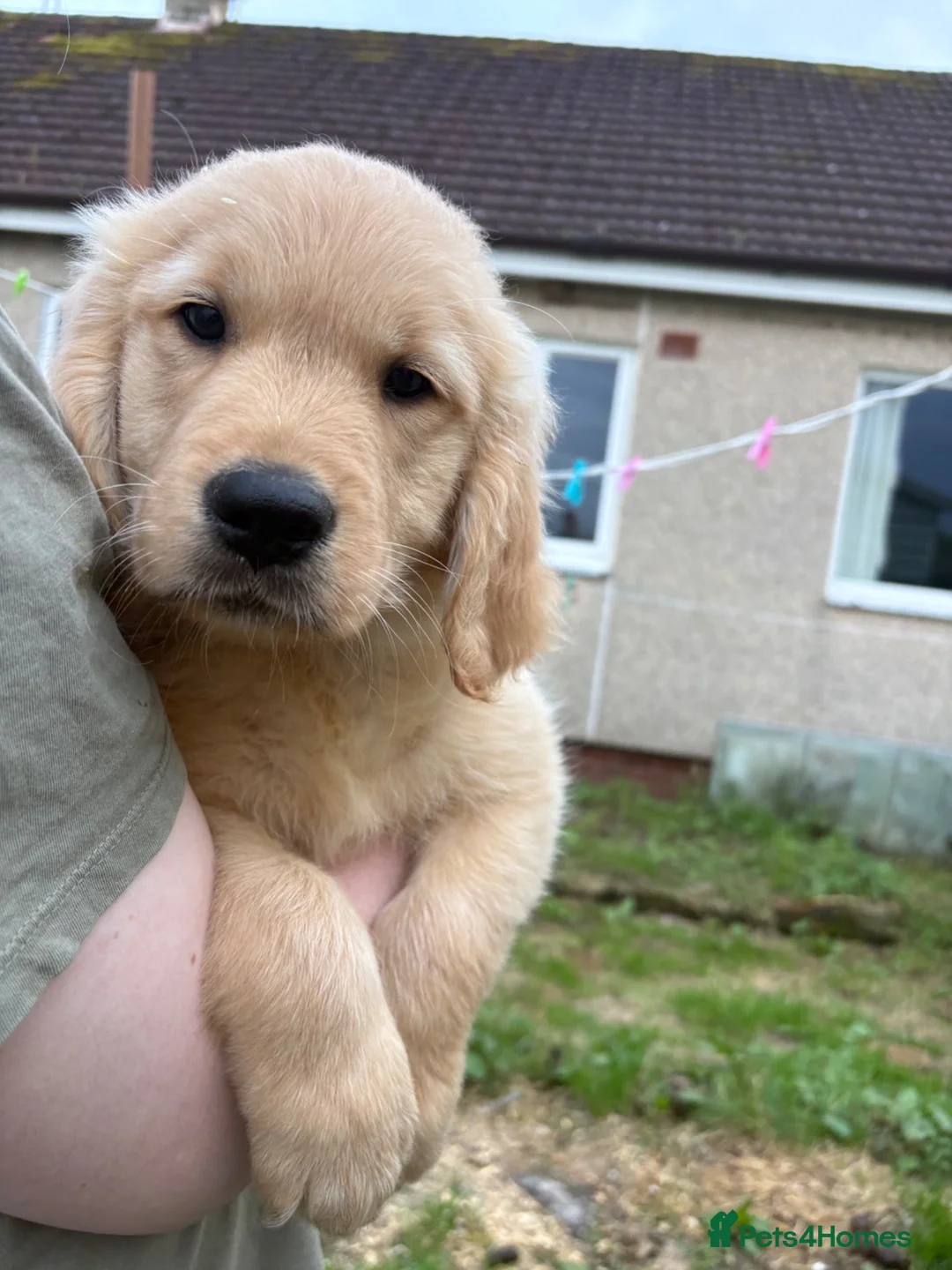 Golden Retriever dogs for sale: Stunning KC Golden Retriever Pups READY NOW - Advert 1