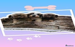 Shihpoo dogs for sale: Shihpoo puppys  - Image 1