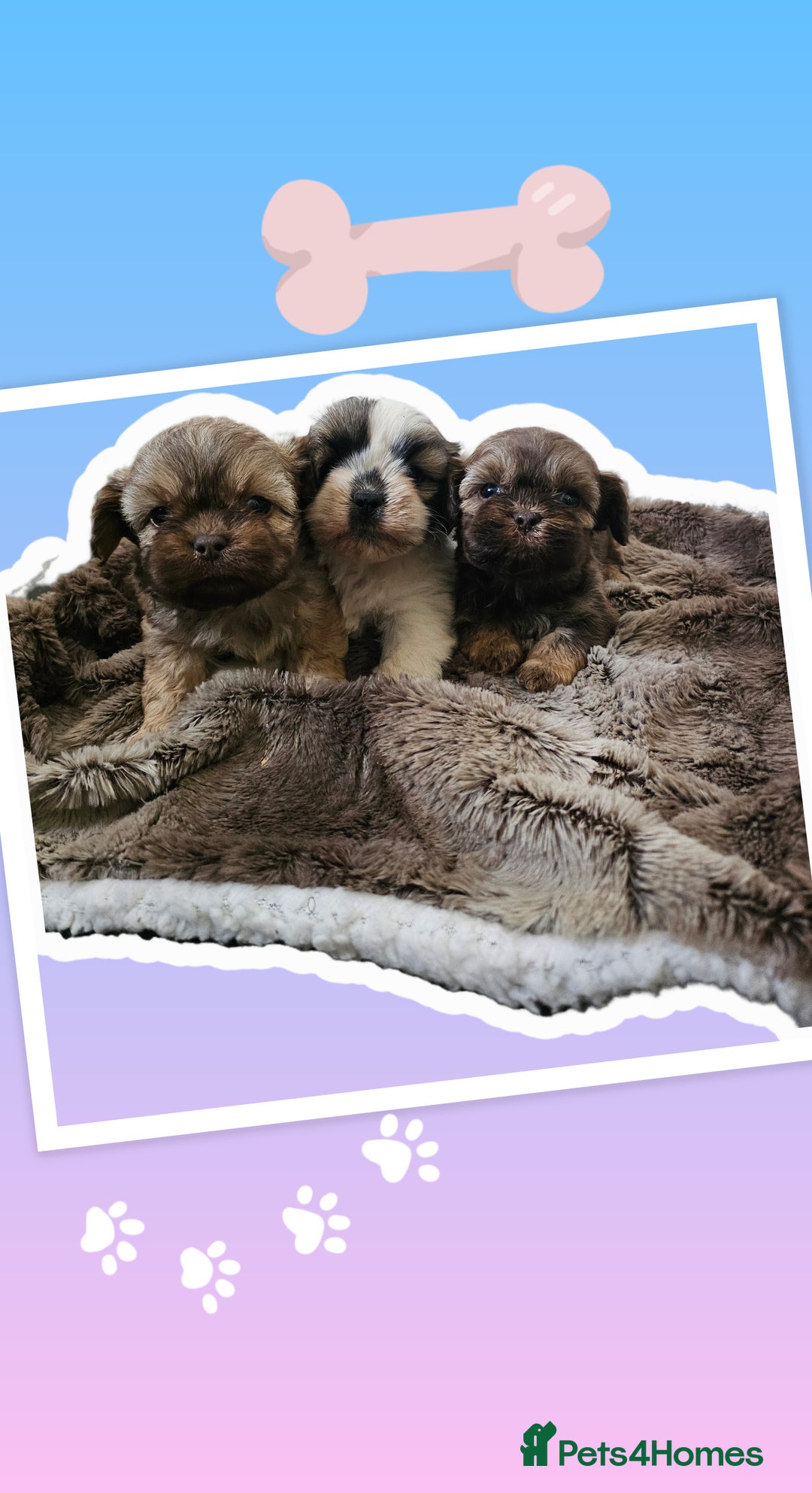 Shihpoo dogs for sale: Shihpoo puppys  - Image 1