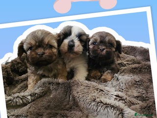 Shihpoo dogs - Advert 4