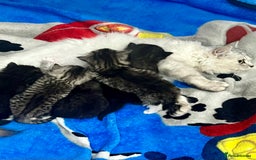 Persian cats for sale: 🌟 2 Chinchilla Persian Boy Kittens 🌟 - Image 20