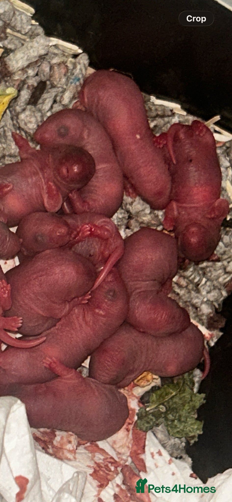Rat rodents Baby Dumbo Rats  - Advert 1