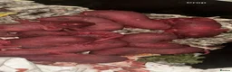 Rat rodents for sale: Baby Dumbo Rats  - Advert 1