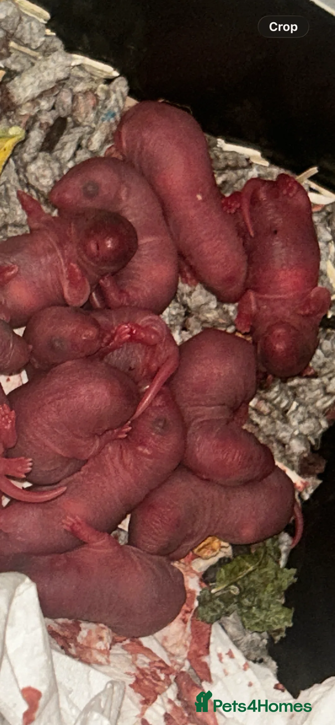 Rat rodents for sale: Baby Dumbo Rats  - Advert 1