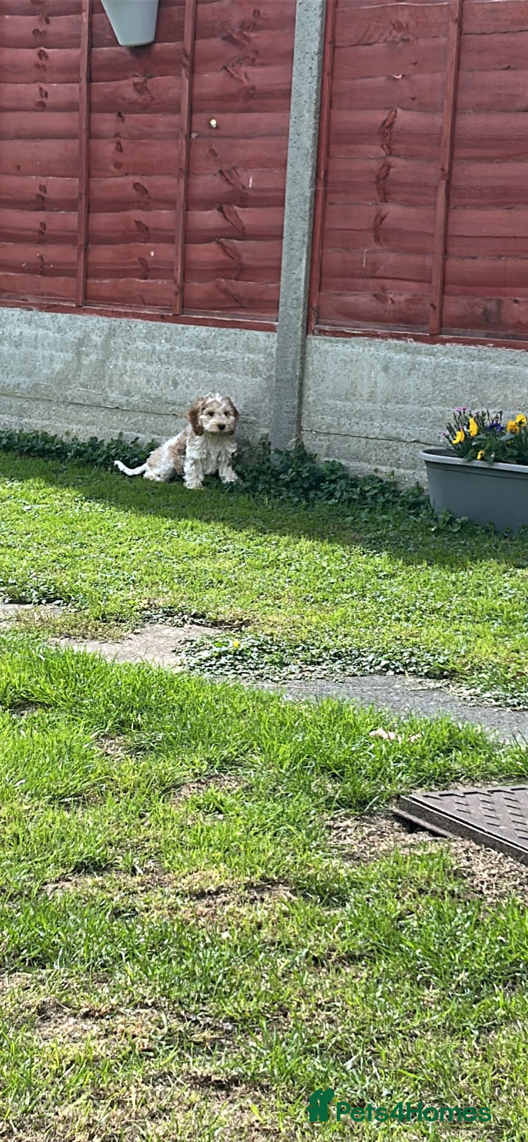 Cockapoo dogs for sale: Fully vaccinated cockapoo puppy  - Image 8