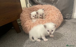 Ragdoll cats for sale: Rag doll kittens  - Image 2