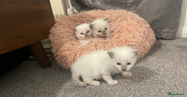 Ragdoll cats Rag doll kittens  - Advert 4