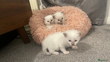 Ragdoll cats Rag doll kittens - Advert 6