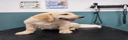 Golden Retriever dogs for sale: READY TO LEAVE Litter of Golden Retriever puppies - Advert 8