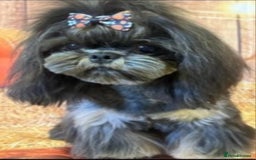 Shih Tzu dogs for sale: Beautiful 16 month old Shih Tzu female - Image 9