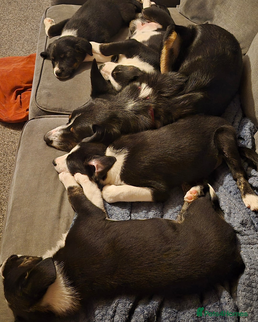 Border Collie dogs for sale: Boy border collie - Advert 5