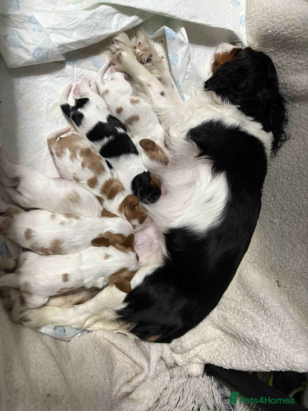 Cavalier King Charles Spaniel dogs for sale: Beautiful Blenheim King Charles spaniel pups   - Image 1