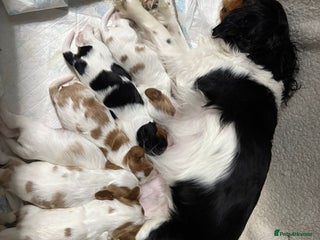 Cavalier King Charles Spaniel dogs for sale - Advert 1