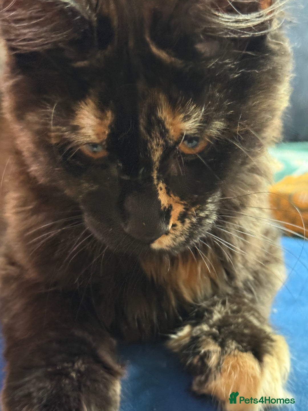 Maine Coon cats for sale: Pure Breed Female Maine Coons Available  in Paisley - Image 12