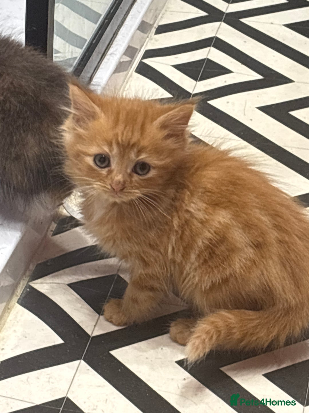 British Shorthair cats for sale: 2 kittens for sale  - Advert 6