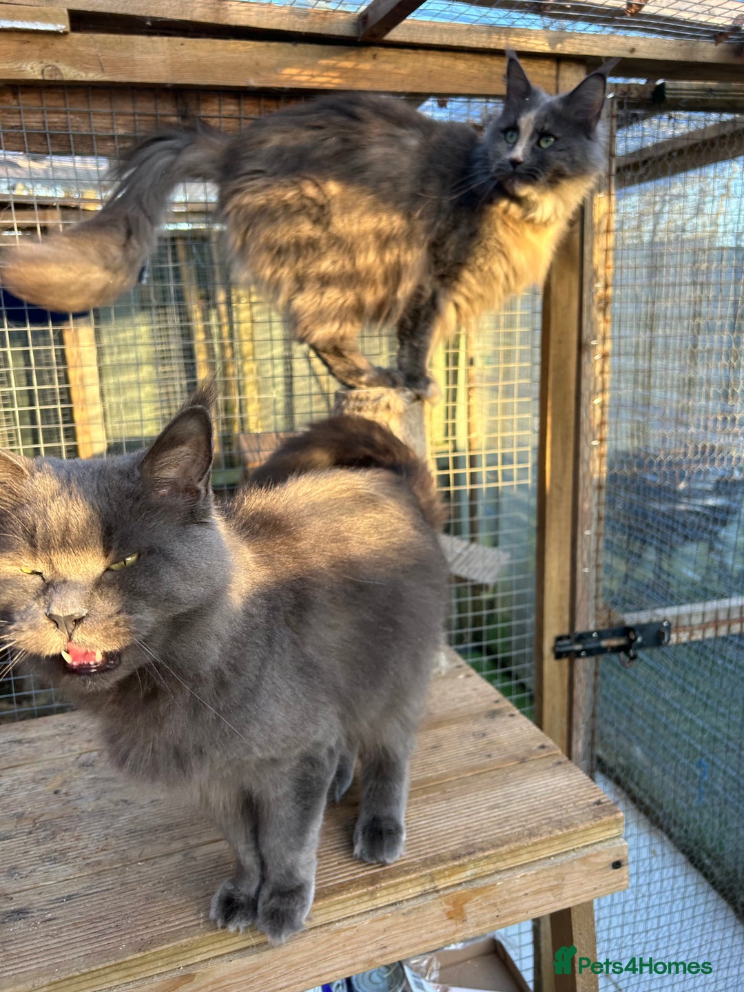 Maine Coon cats for sale: Active TICA GCCF Maine Coon Queen - Advert 17