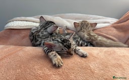 Bengal cats for sale: Female Bengal kitten available now - Image 23
