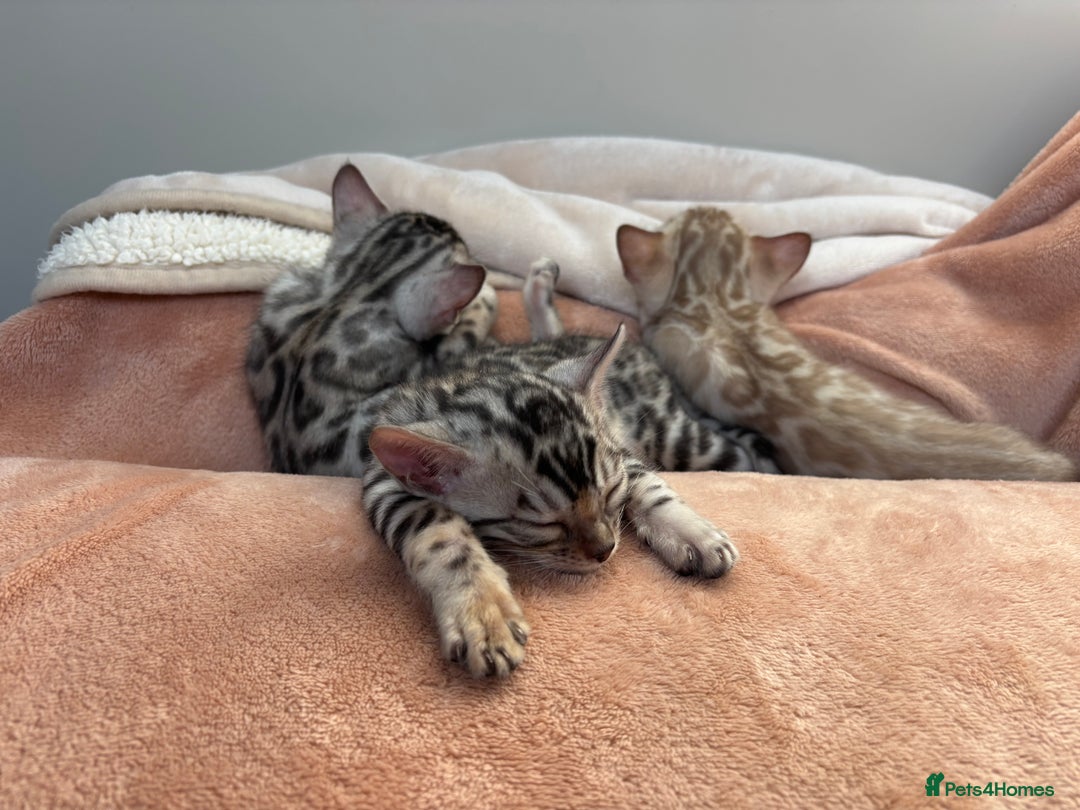 Bengal cats for sale: Female Bengal kitten available now - Image 23