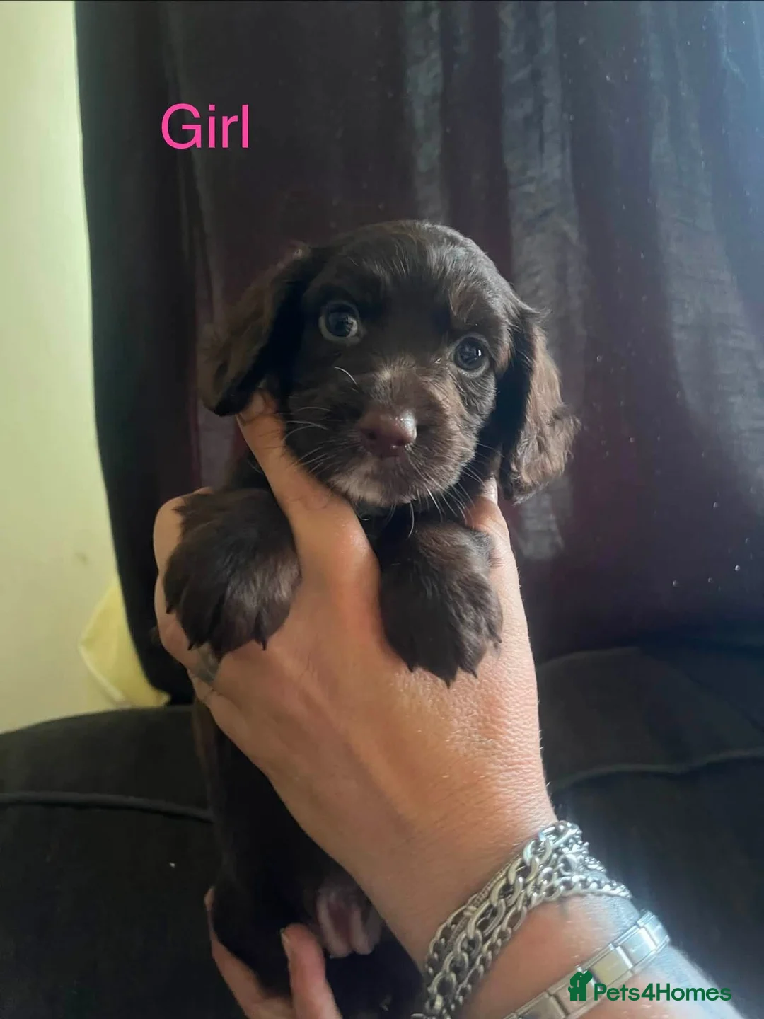 Cockapoo dogs for sale: Cockerpoo/Cocker Spaniel  in Leicester - Advert 2
