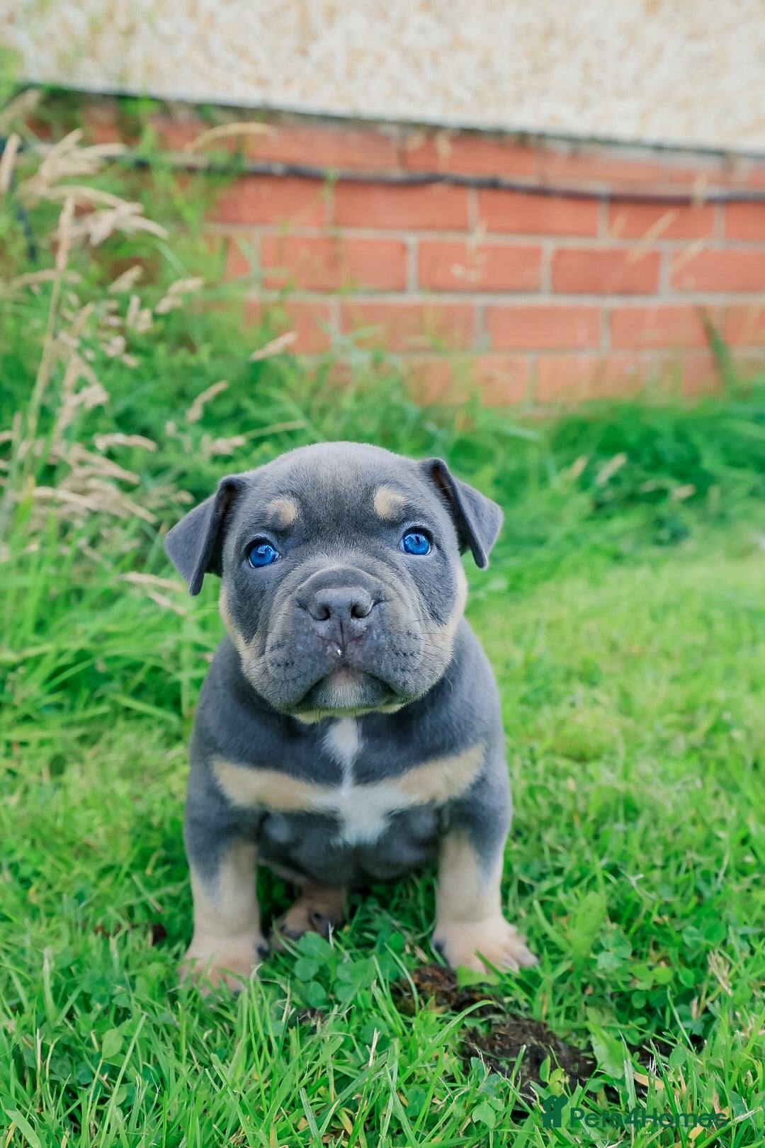 American Bully dogs RemiXzorro breeding  - Advert 18