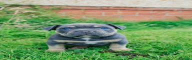 American Bully 2