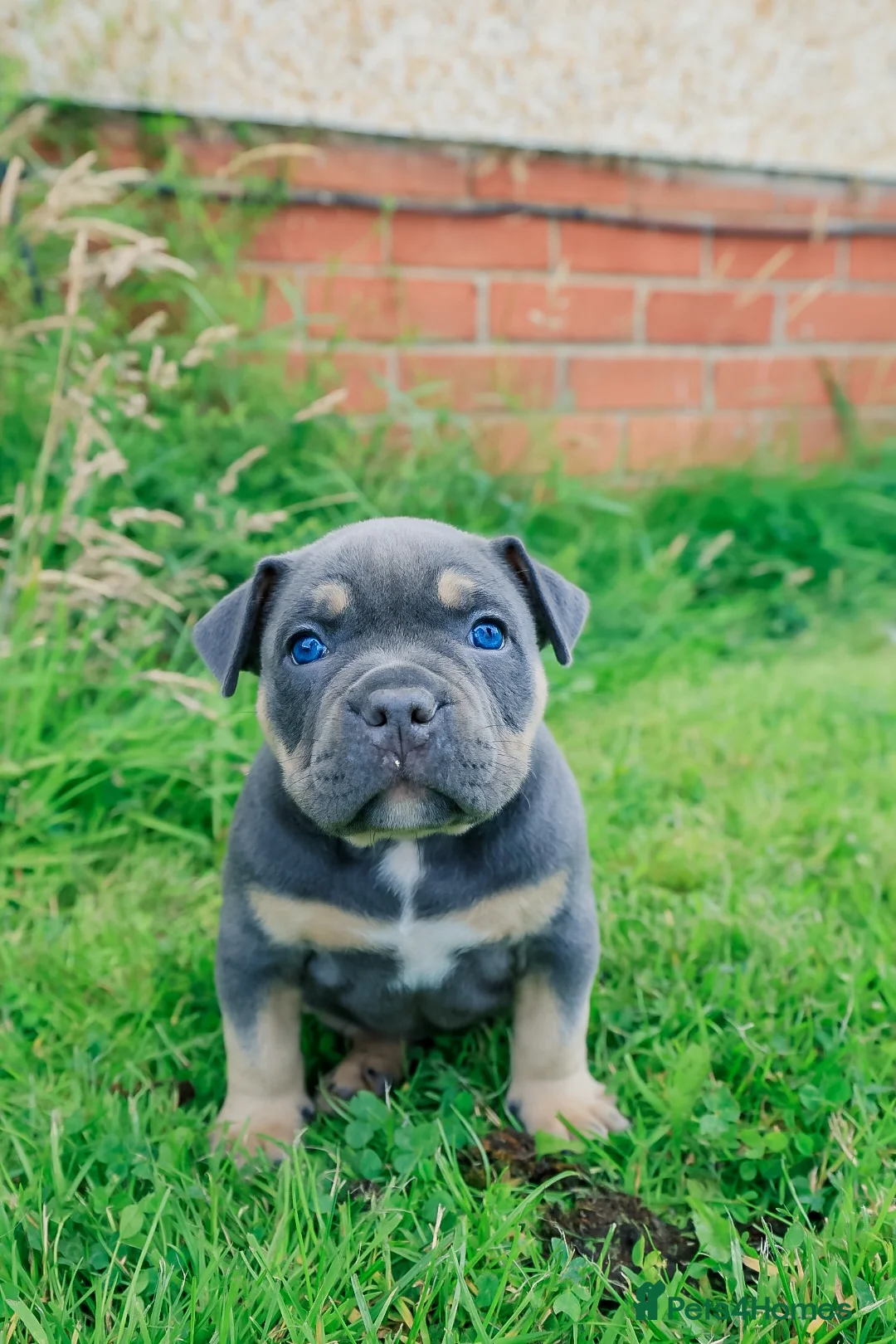 American Bully dogs for sale: RemiXzorro breeding  - Advert 1