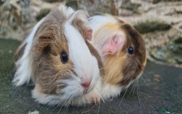 Guinea Pig rodents for sale: Pair of female sheltie Guinea pigs  - Advert 11
