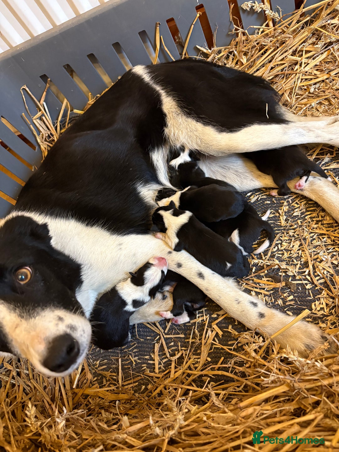 Smooth Collie dogs for sale: Working Collie Puppies  - Advert 3