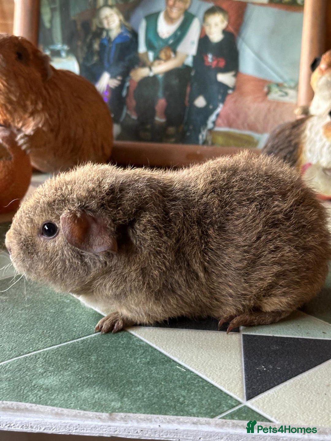 Guinea Pig rodents for sale: 2 female baby sows - Image 4