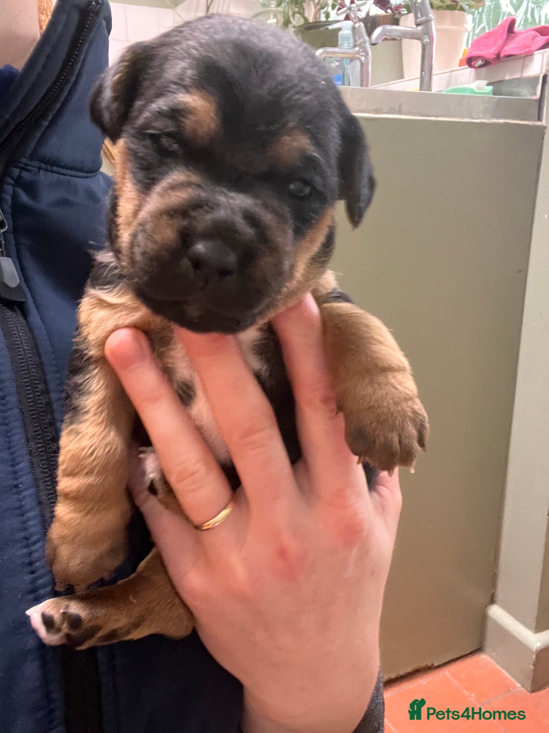 Mixed Breed dogs for sale: Stunning Lakeland X Jack Russell Pups  - Advert 6