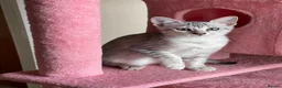 Egyptian Mau cats for sale: GCCF registered pedigree Egyptian Mau kittens - Advert 9