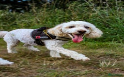 Maltese dogs for sale: Two Loving Dogs in need of rehoming.  - Image 3