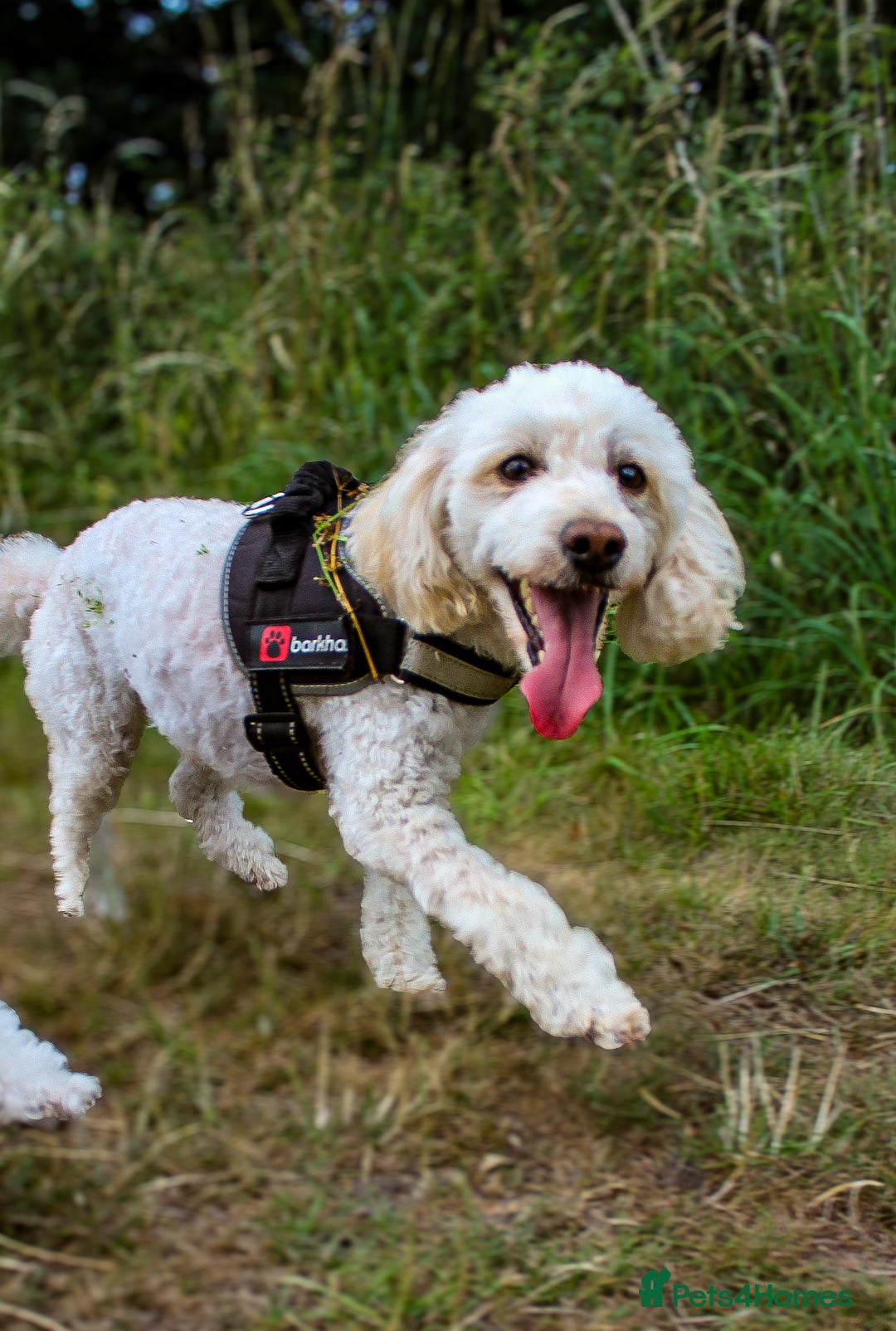 Maltese dogs for sale: Two Loving Dogs in need of rehoming.  - Image 3
