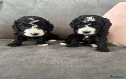 Cockapoo dogs for sale: Cockapoos  - Image 12