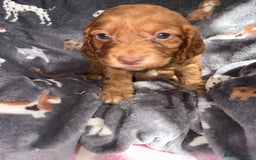 Cockapoo dogs for sale: 8 gorgeous little cockapoo puppies for sale - Image 15