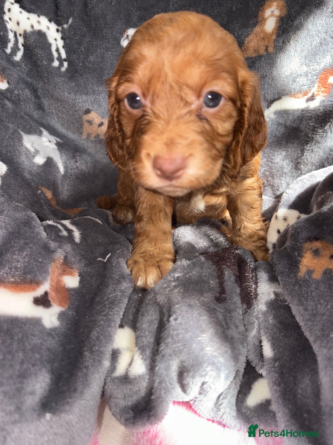 Cockapoo dogs for sale: 8 gorgeous little cockapoo puppies for sale - Image 15
