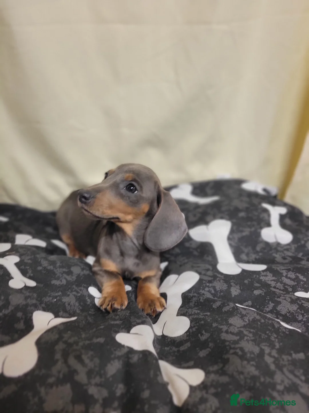 Miniature Dachshund dogs for sale: Miniature Dachshund  in Edinburgh - Advert 2