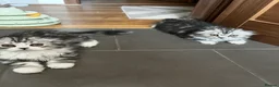 Scottish Fold cats for sale: Scottish Fold/Straight - Advert 5
