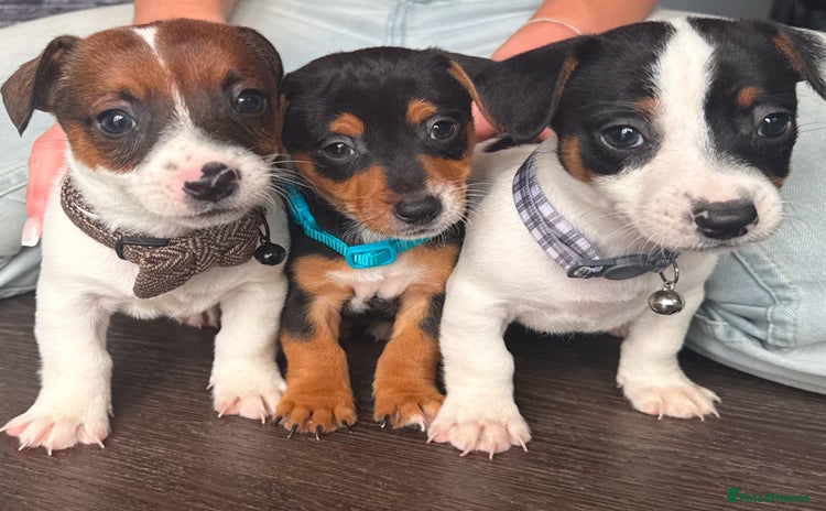 Jack Russell dogs - Advert 3